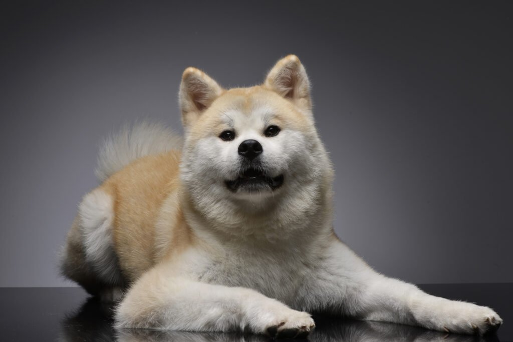 Pes Akita Inu