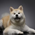 Psí plemeno Akita Inu