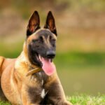 Psí plemeno Malinois