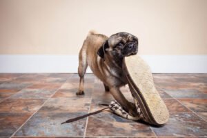 Odnaučte štěně kousat boty