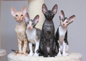 Kočky Cornish Rex