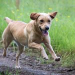 Psí plemeno Labradorský retriever