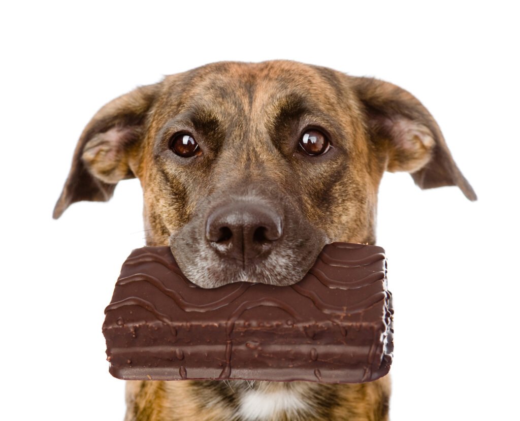 Pes nesmí čokoládu