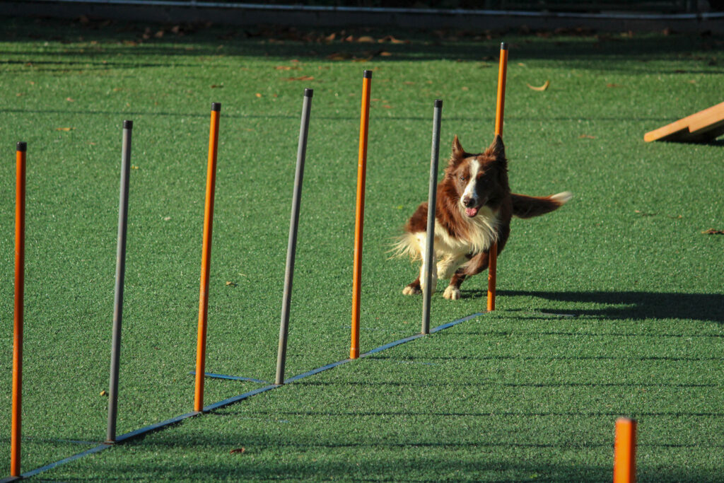 Psí agility - Border kolie