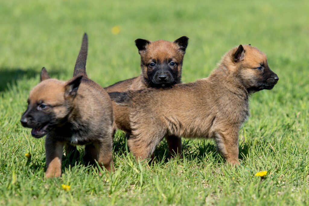 Štěňata Belgický ovčák Malinois