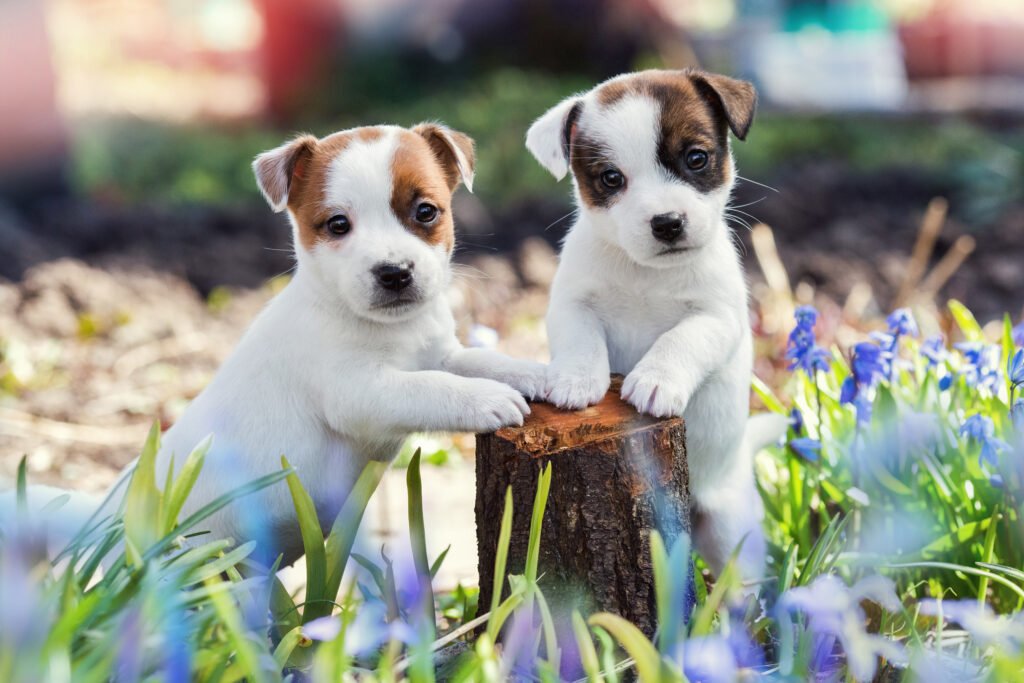 Štěňata Jack Russell teriér