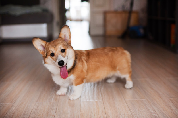 Štěně Welsh Corgi Pembroke