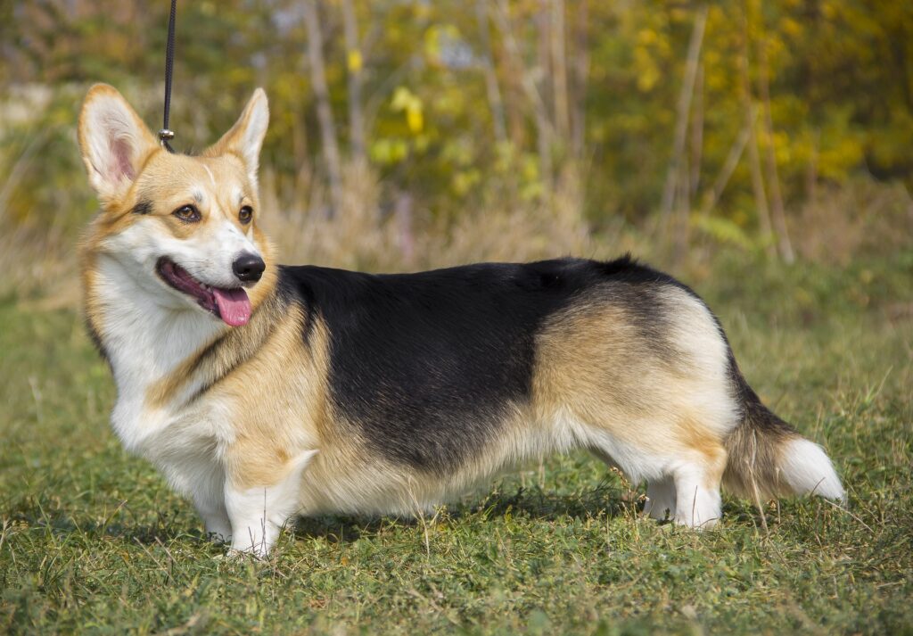 Welsh Corgi Pembroke