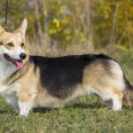 Psí plemeno Welsh Corgi Pembroke