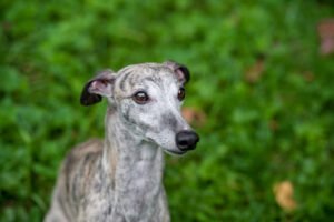 Psí plemeno Whippet - česky Vipet